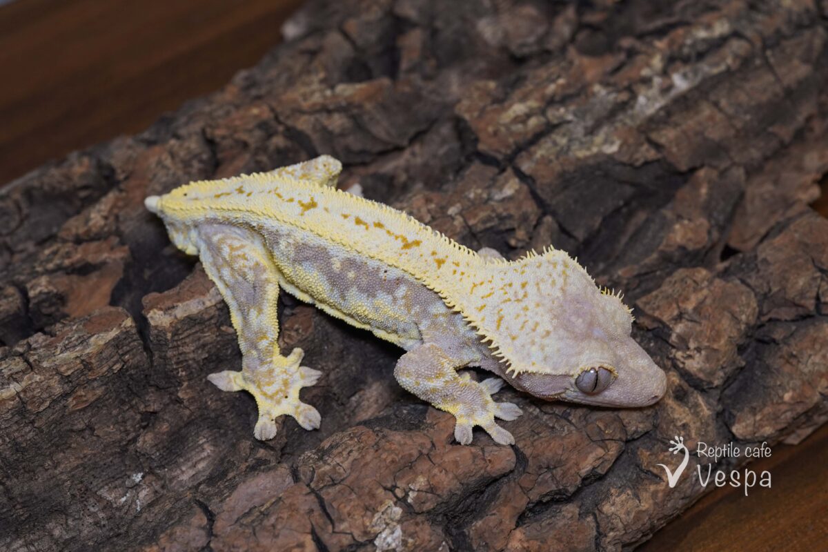 クレステッドゲッコー リリーホワイト♂