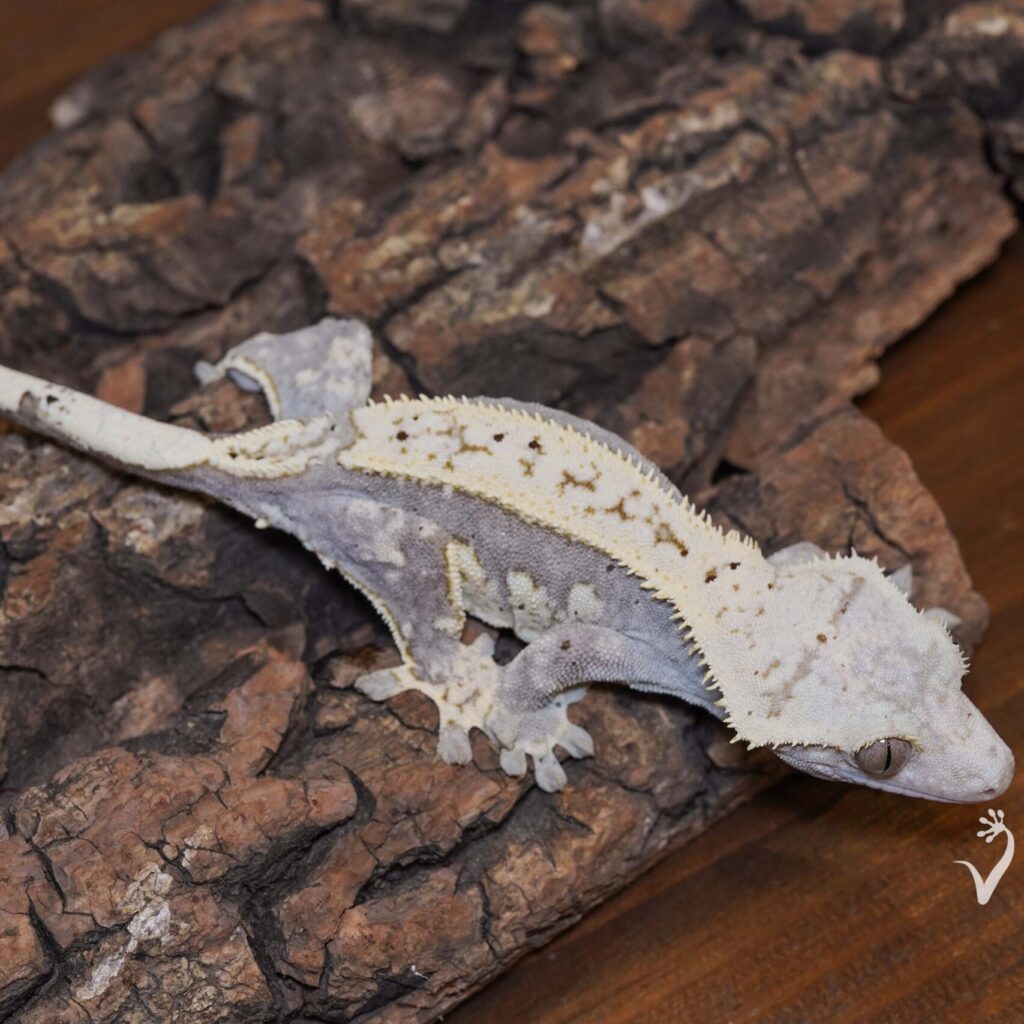 クレステッドゲッコー ハーレクイン♀