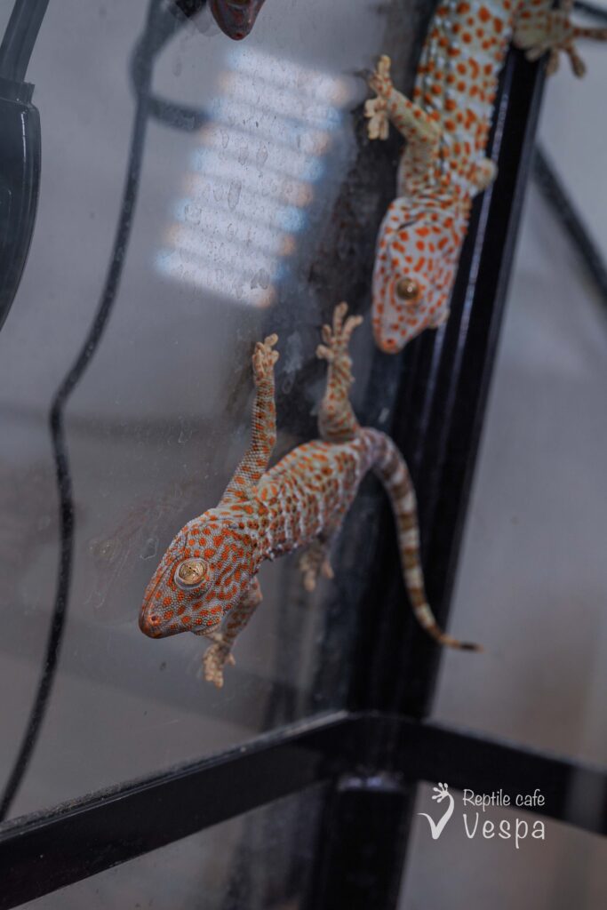 トッケイヤモリ　het アルビノ