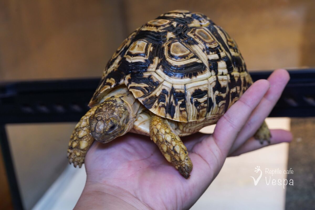 バブコックヒョウモンリクガメ