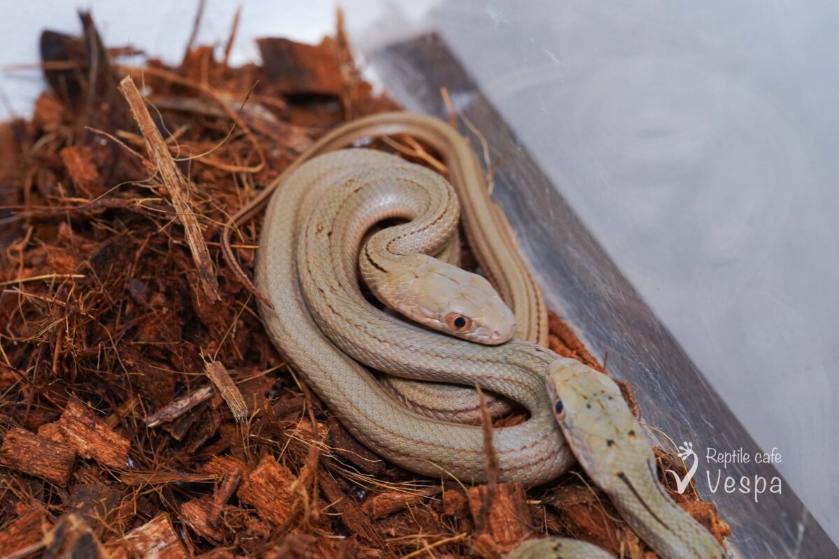 チュウゴクシュウダ　CH