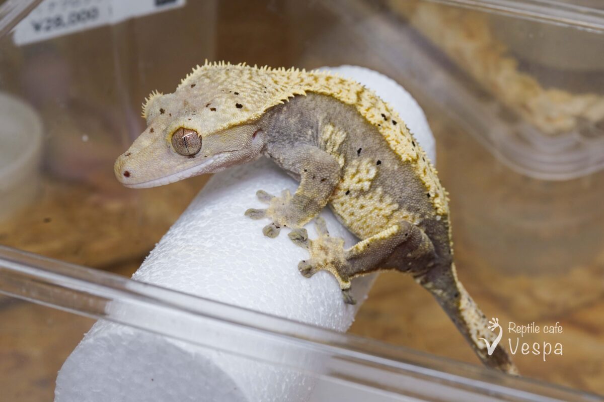 クレステッドゲッコー　トリカラーハーレクイン♀