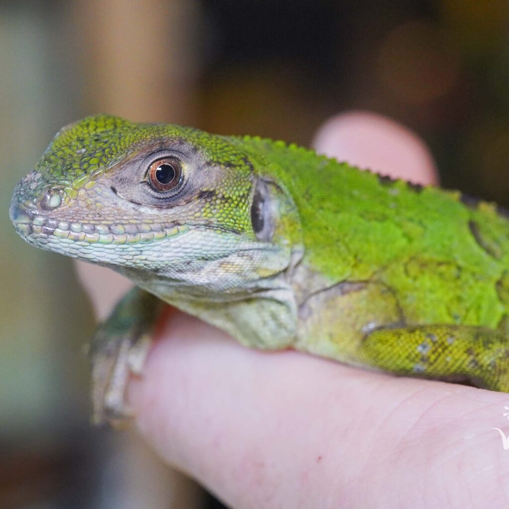 ツナギトゲオイグアナ　CBベビー