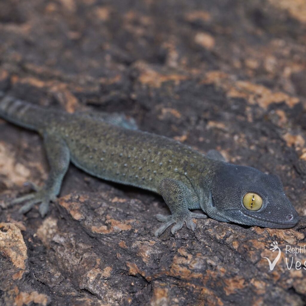 トッケイヤモリ　パターンレスCB