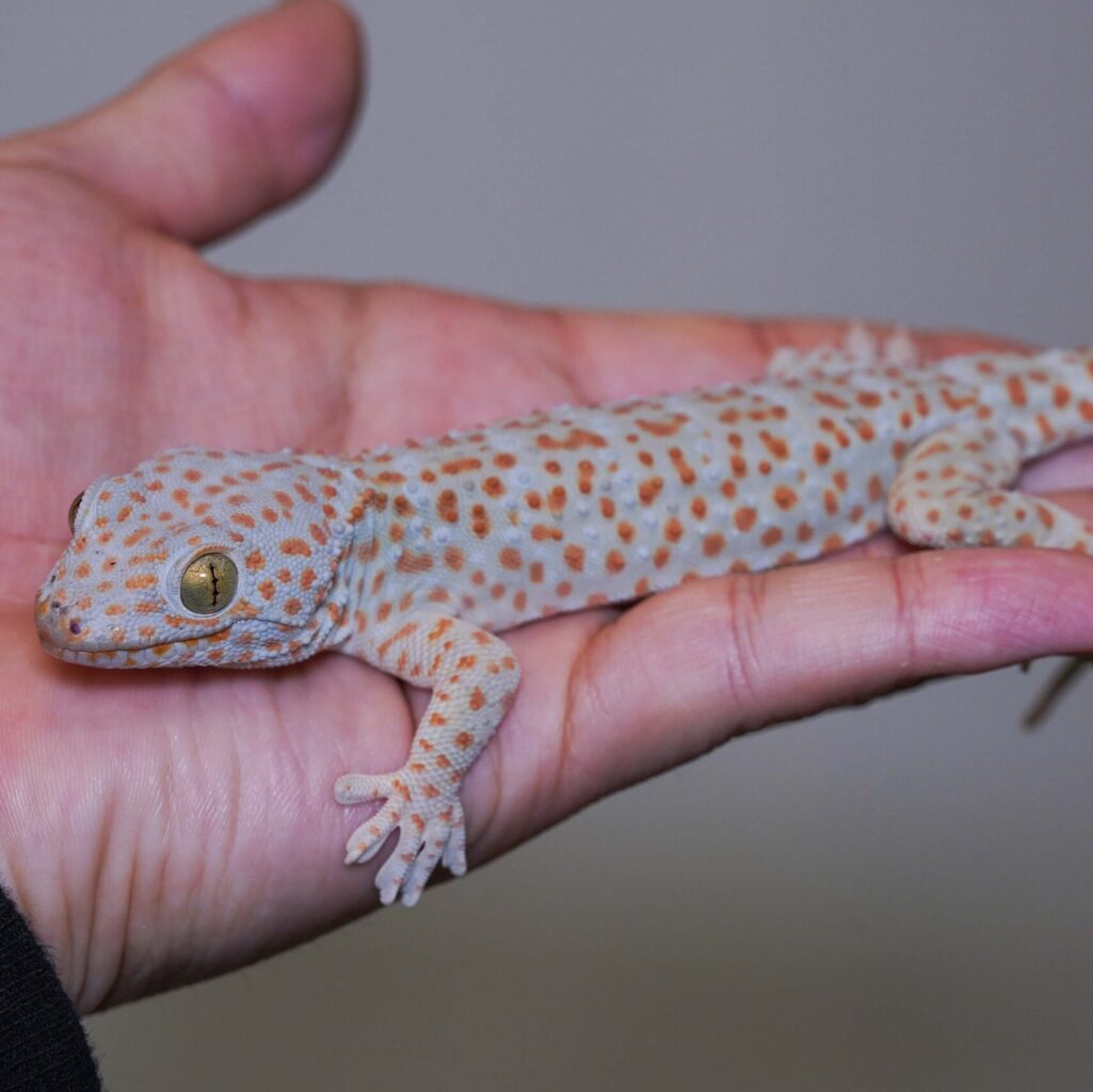 トッケイヤモリ　JPCB