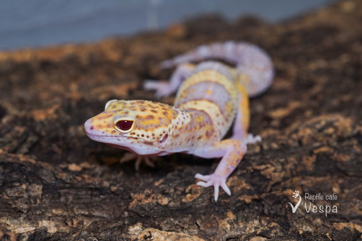 レオパードゲッコー　レーダー