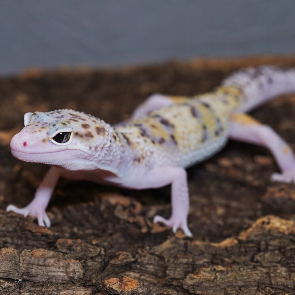 レオパードゲッコー　スノーエクリプス