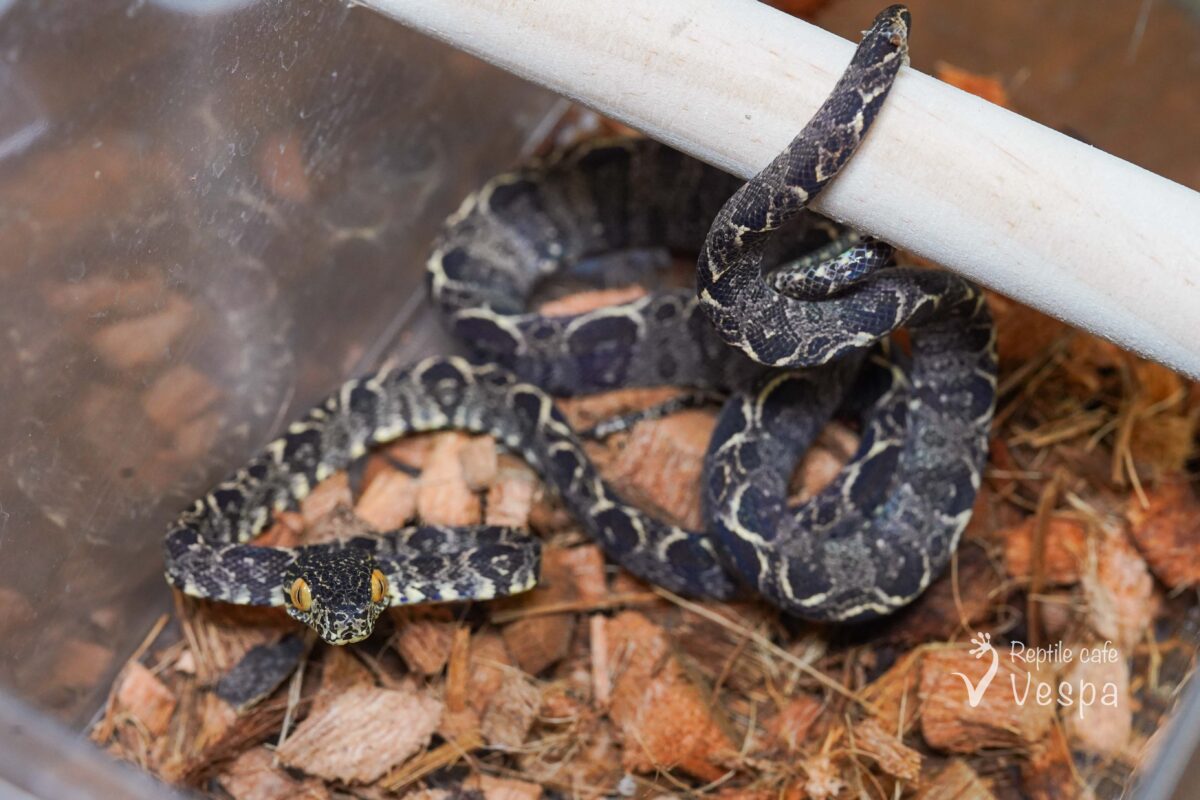 アマゾンツリーボア　ガーデンフェイズ♀