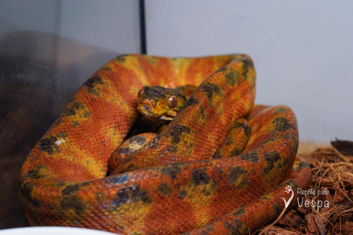 アマゾンツリーボア　カラード♂