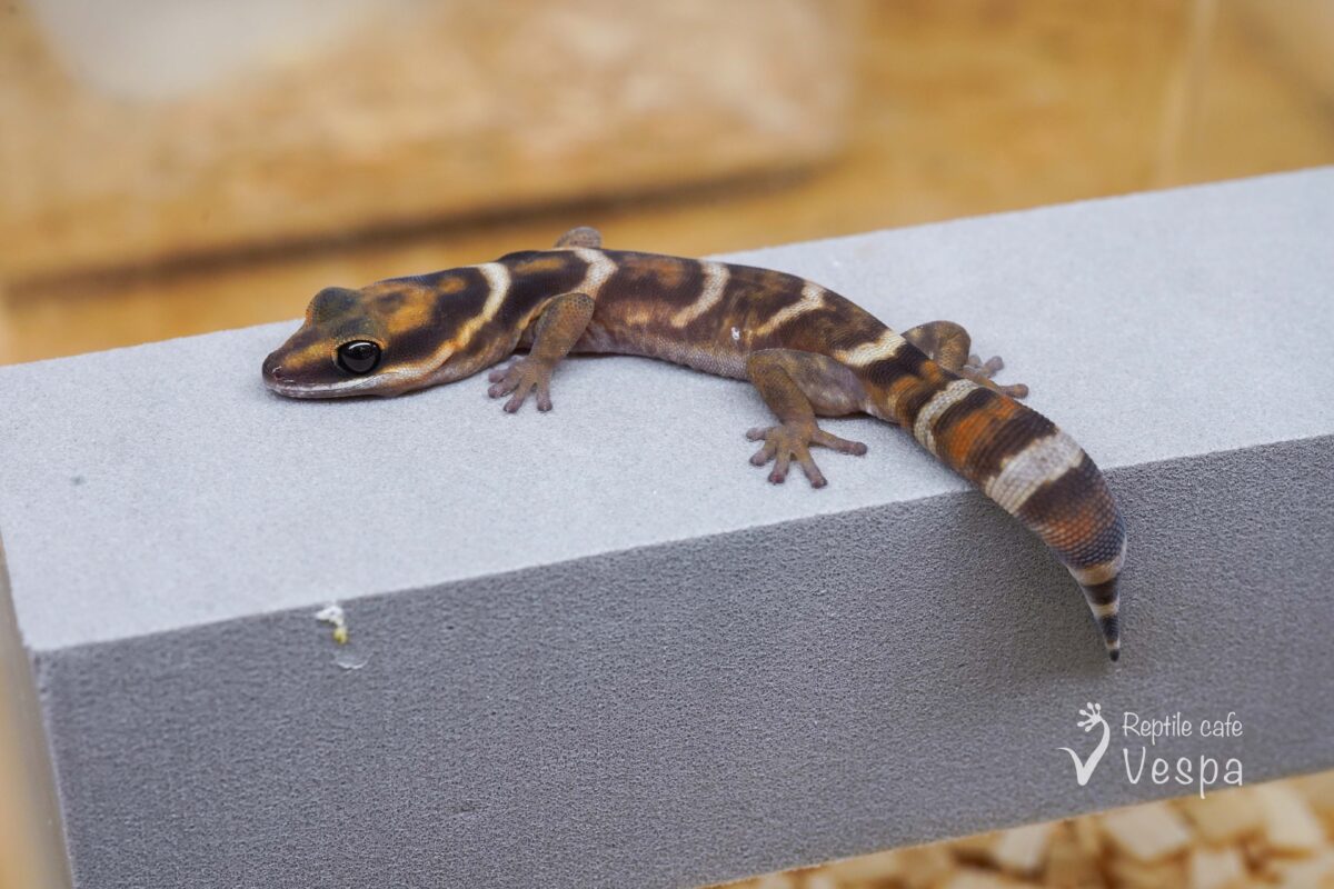 ハスオビビロードヤモリ