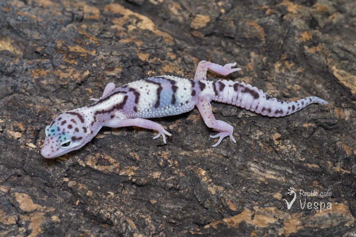 レオパードゲッコー　スノーエクリプス het ベル