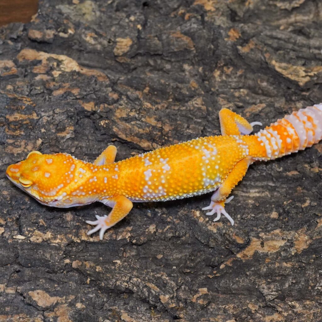 レオパードゲッコー　タンジェリントレンパー