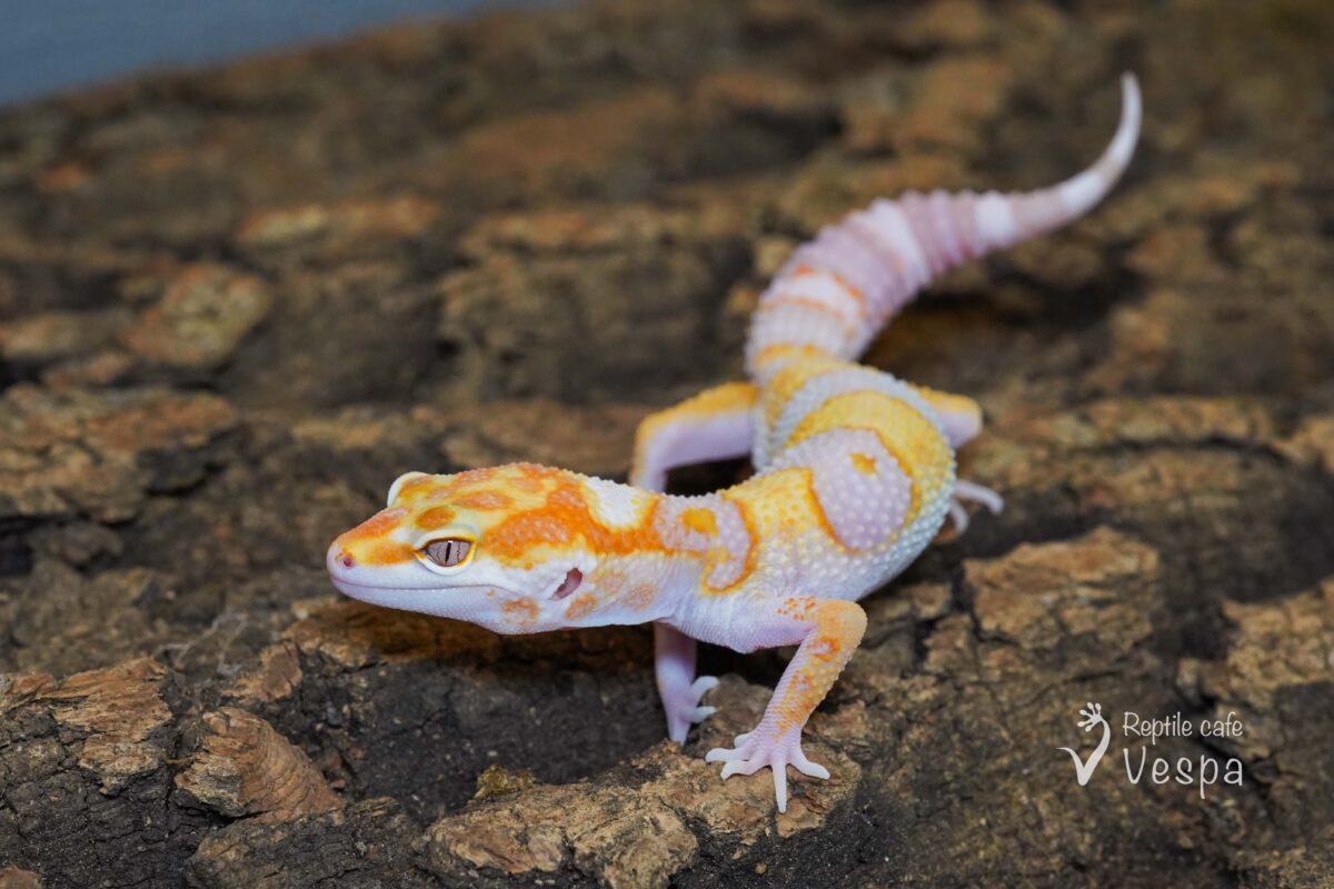 レオパードゲッコー　W&Yタンジェリントレンパー