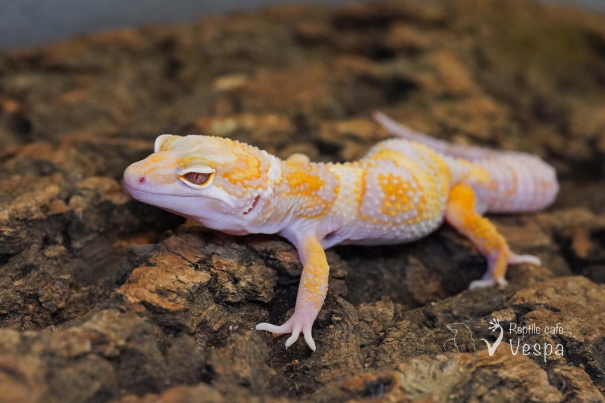 レオパードゲッコー　スノートレンパー poss W&Y