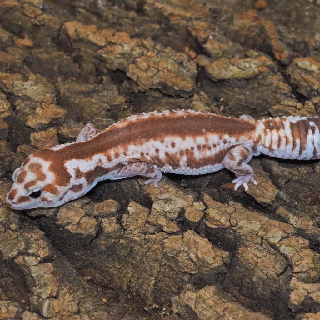 ニシアフリカトカゲモドキ　ホワイトアウトズールー het オレオ（ショートテール）♀