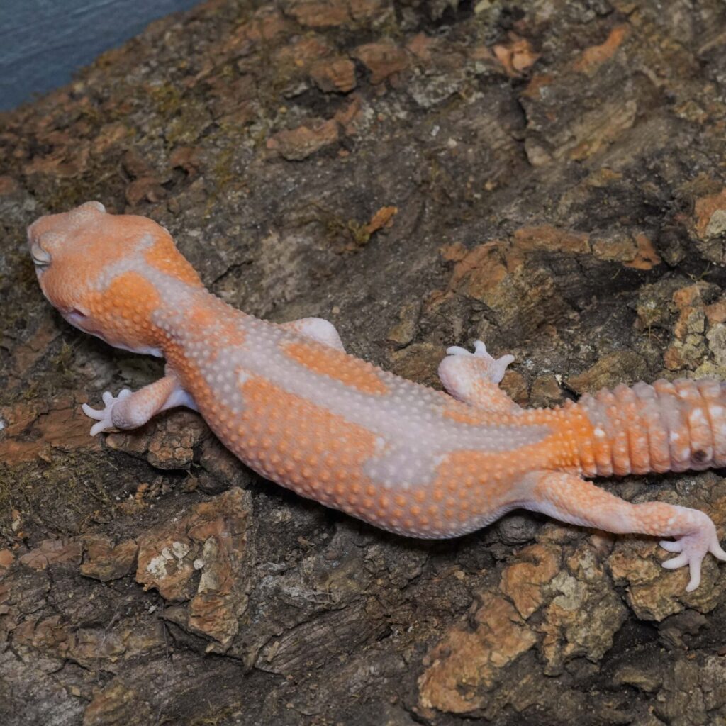 ニシアフリカトカゲモドキ　アメルズールー het キャラメル♂