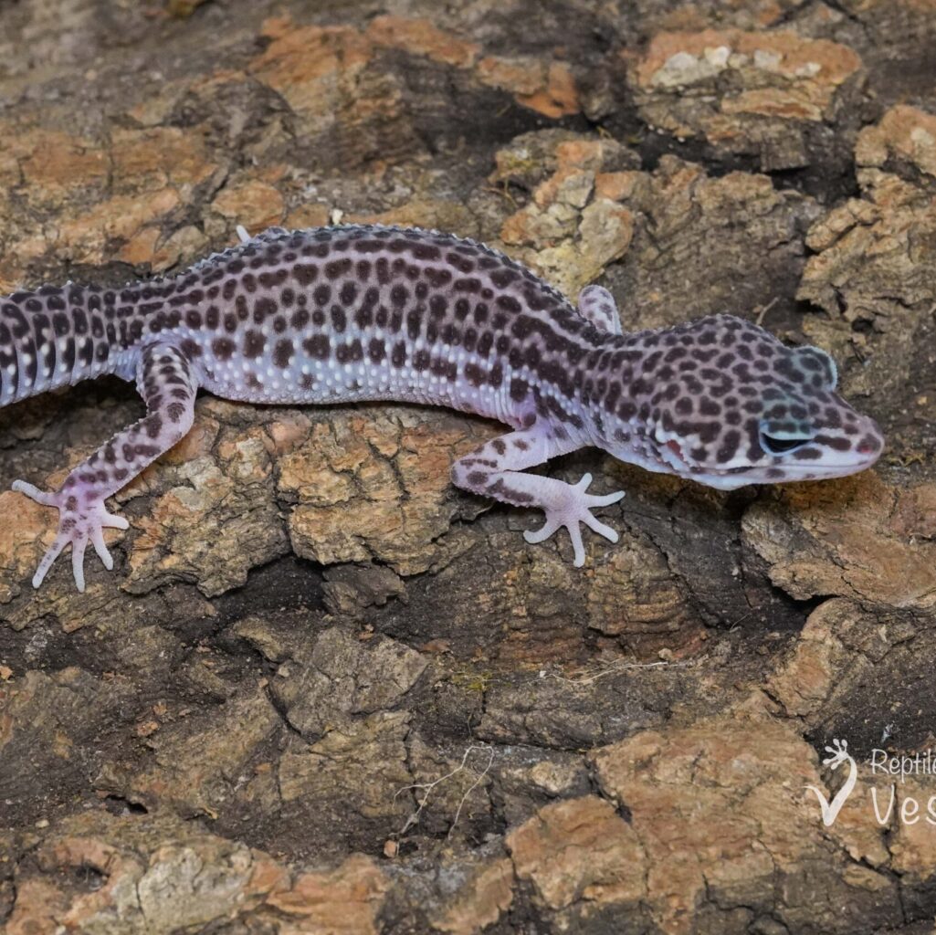 レオパードゲッコー　スーパーマックスノー