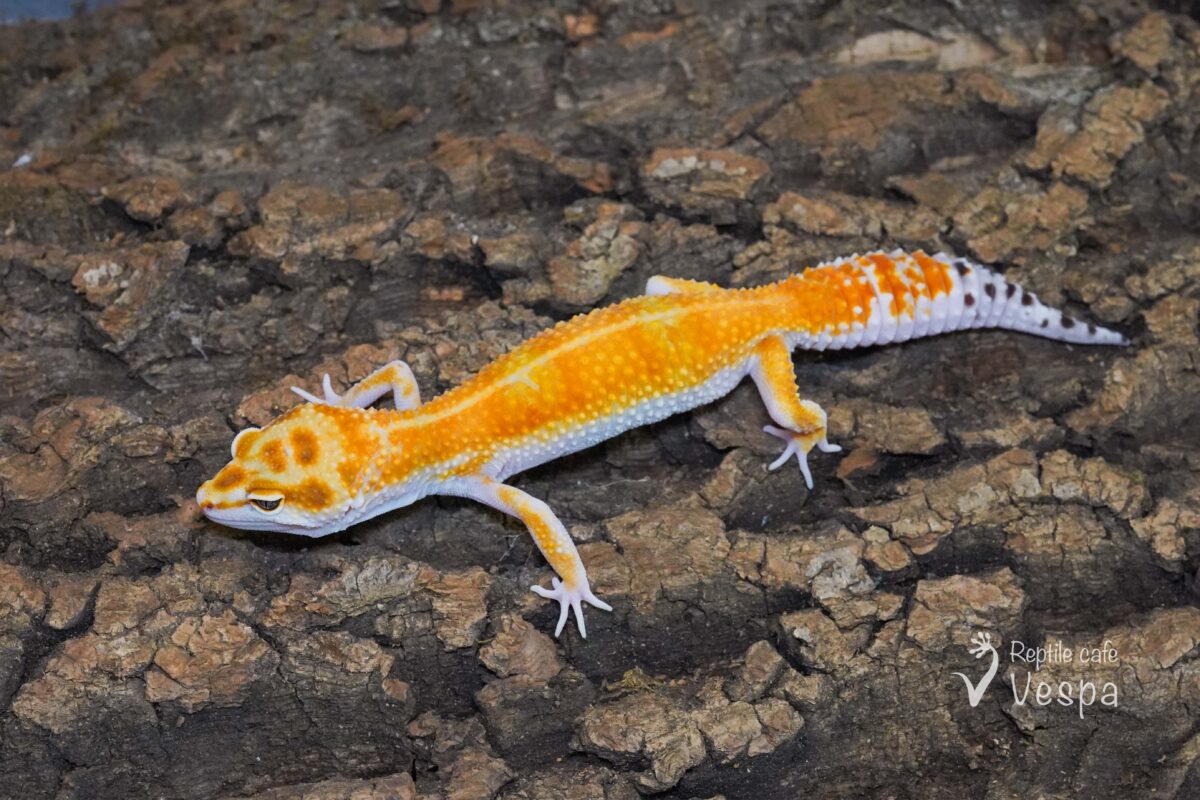 レオパードゲッコー　W&Yタンジェリン het トレンパー♀