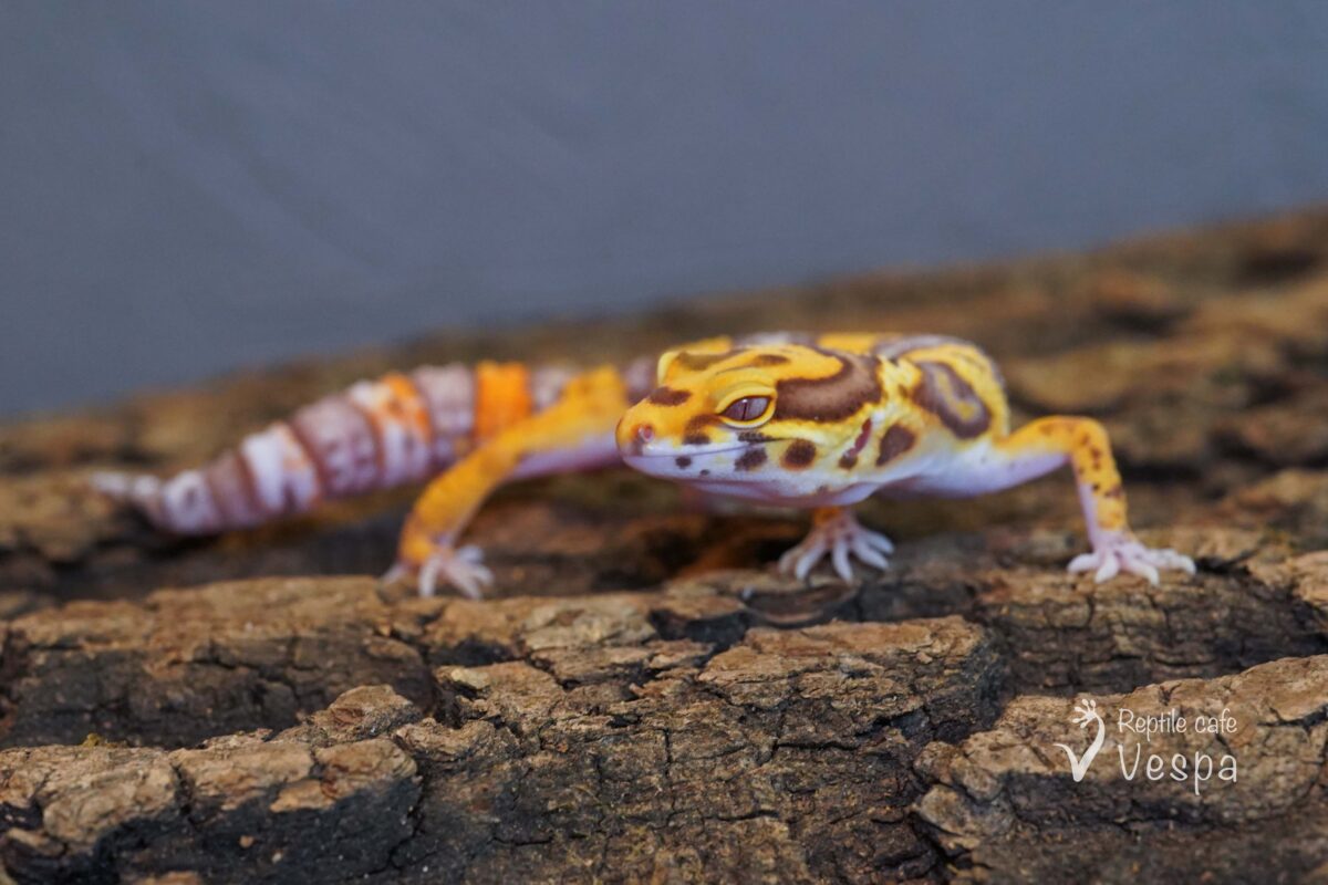 レオパードゲッコー　ベルアルビノ