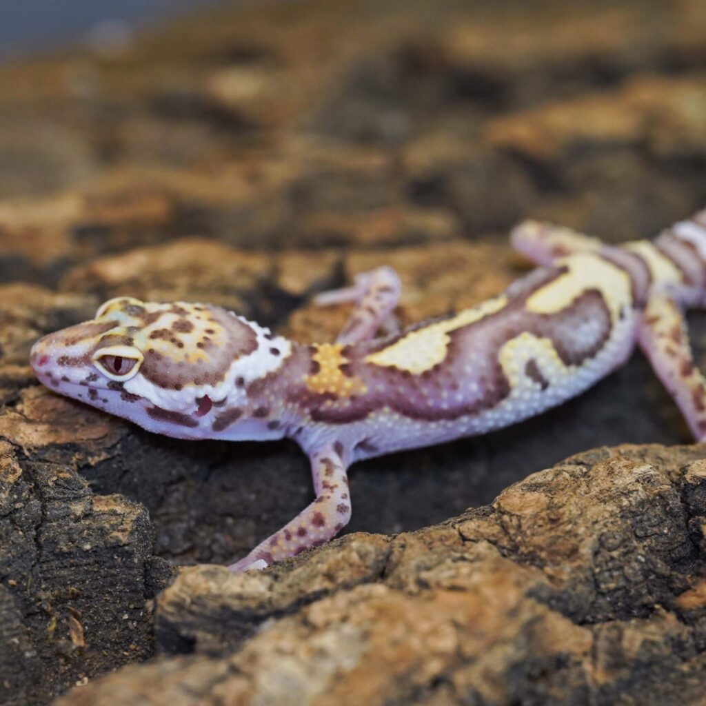 レオパードゲッコー　スノーベル