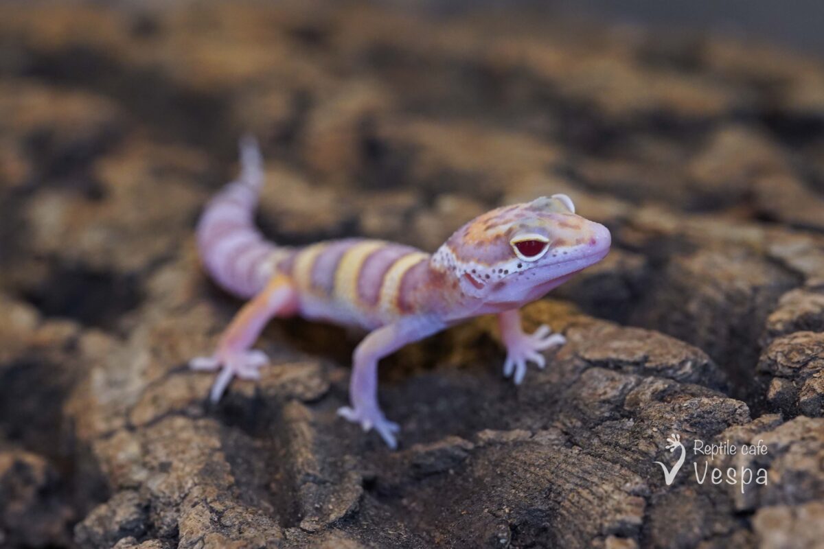 レオパードゲッコー　レーダー