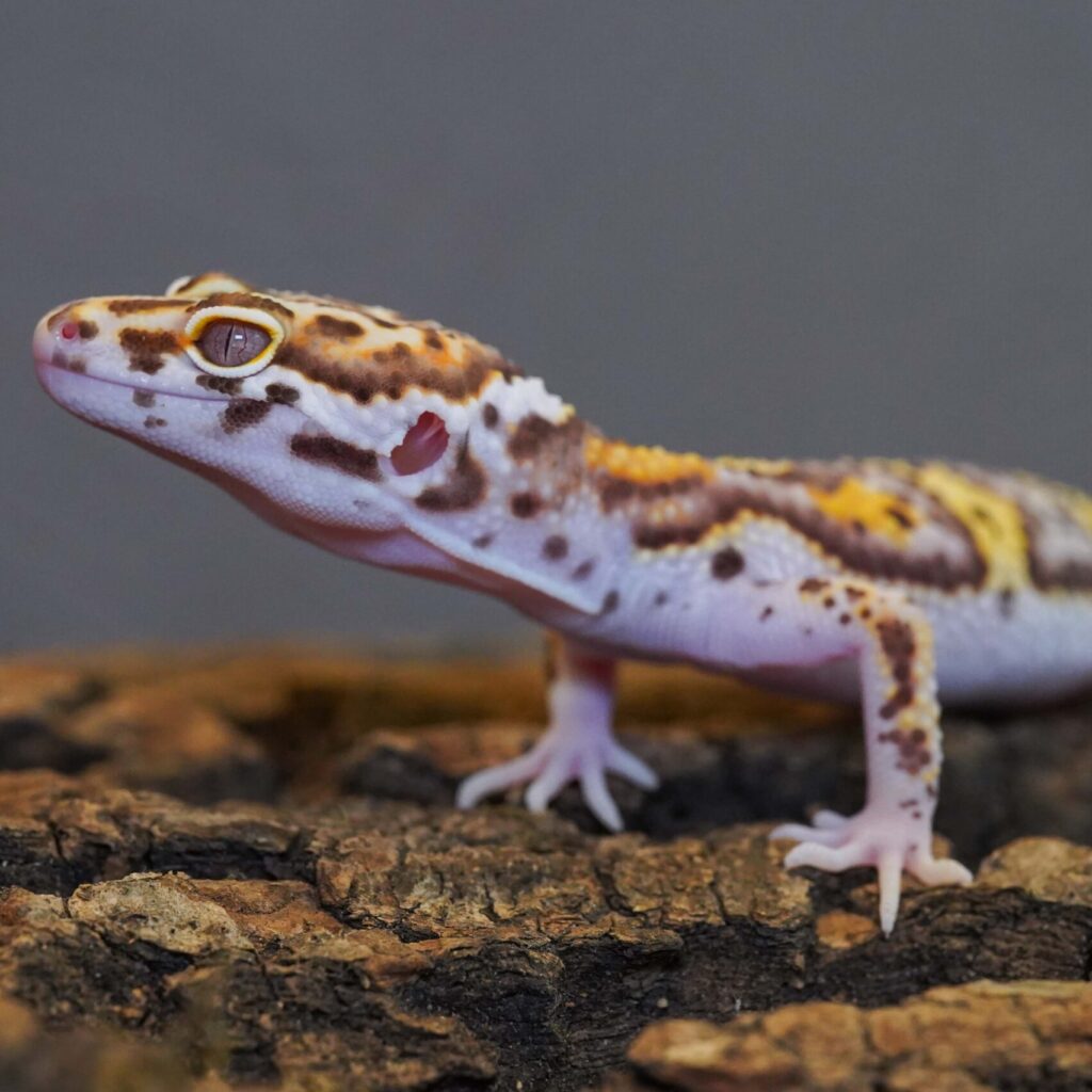 レオパードゲッコー　スノーベル