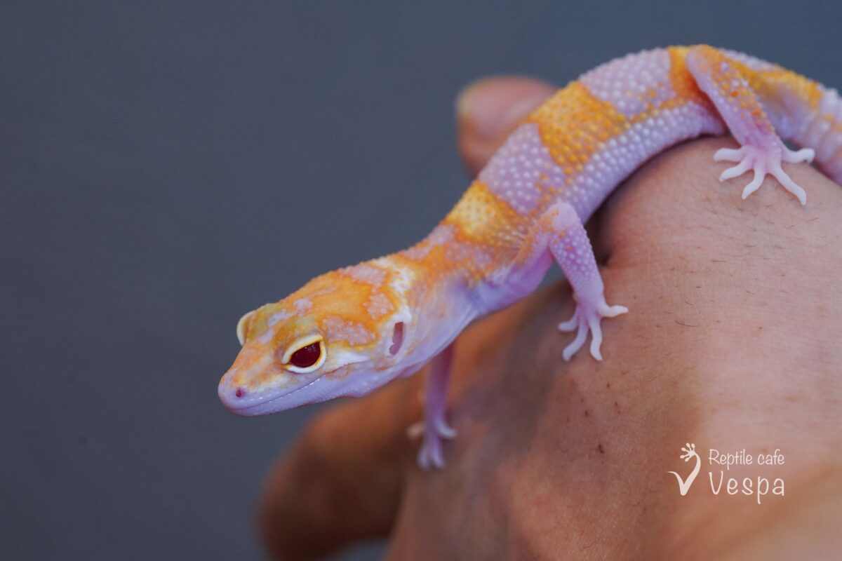 レオパードゲッコー　W&Yラプター