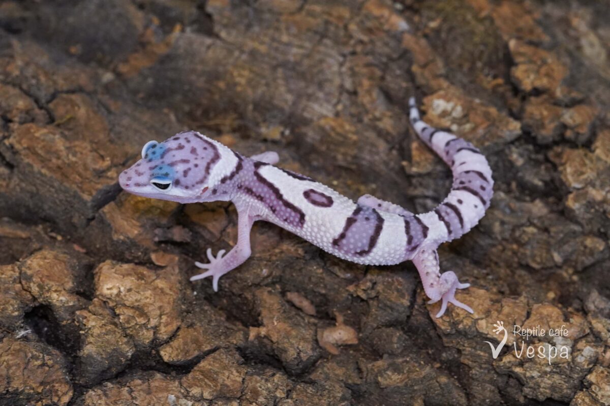 レオパードゲッコー マックスノー | 販売生体 | Reptile cafe Vespa