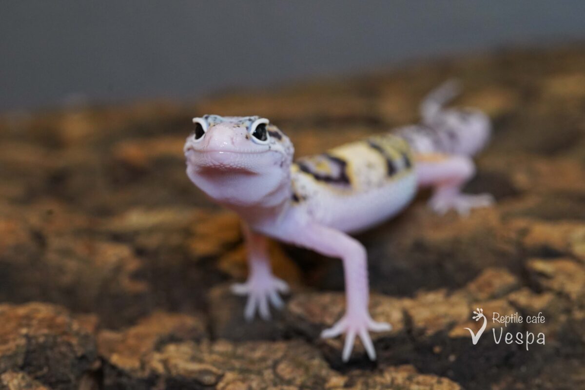 レオパードゲッコー　スノーエクリプス