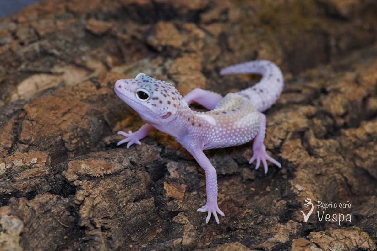 レオパードゲッコー　スノーエクリプス