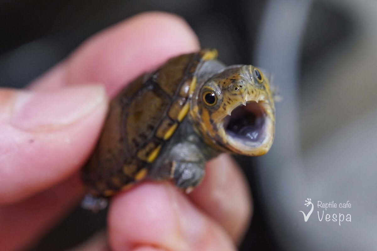 ハラガケガメ　CBベビー