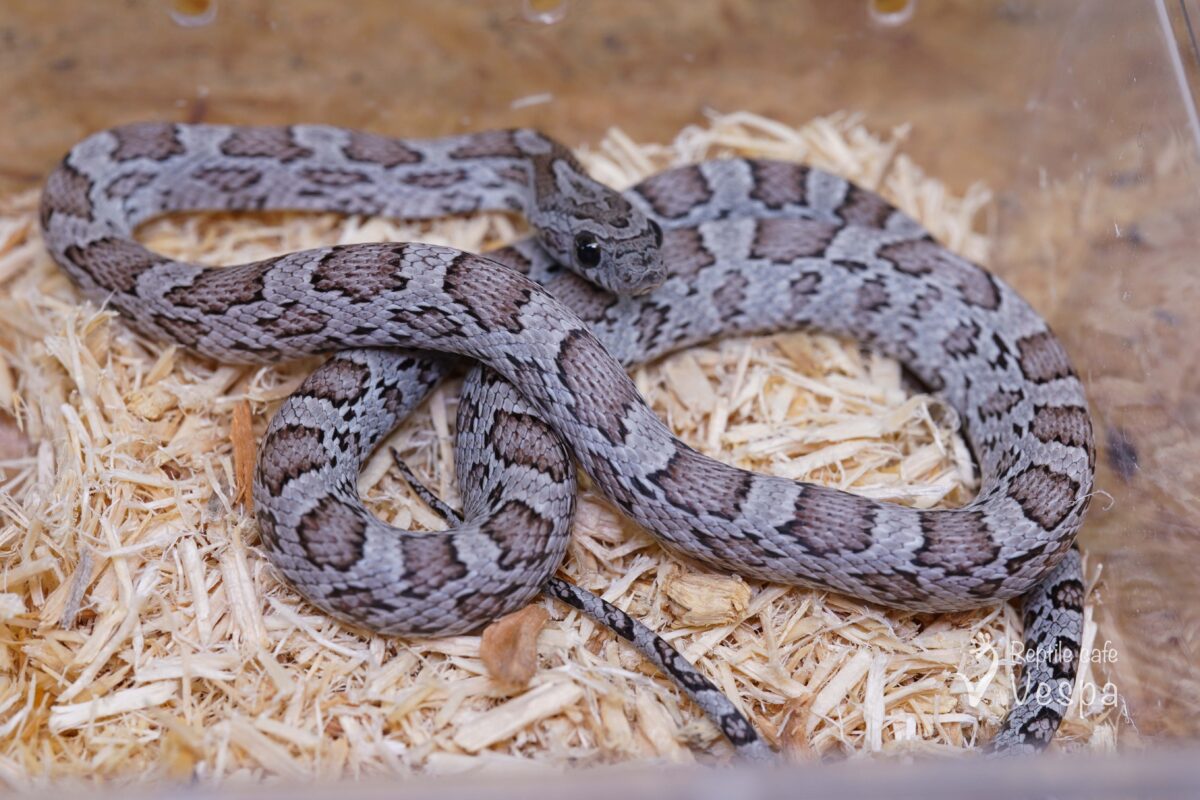 コーンスネーク　シンダー het サンキスト♂