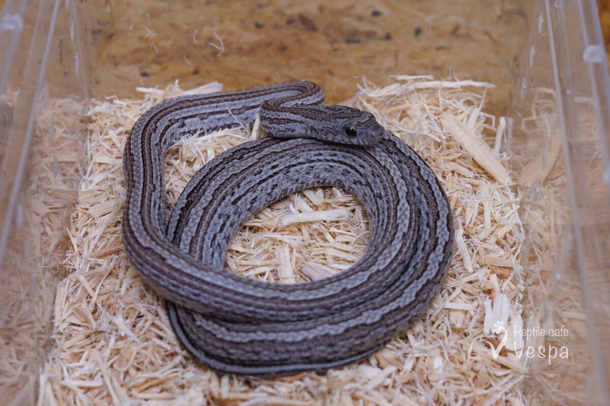 コーンスネーク　シンダーテッセラ het サンキスト♀