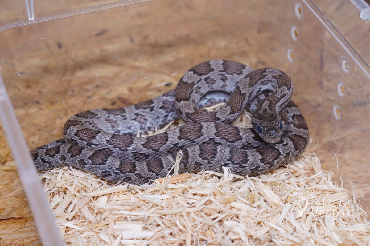 コーンスネーク　シンダー het サンキスト♀