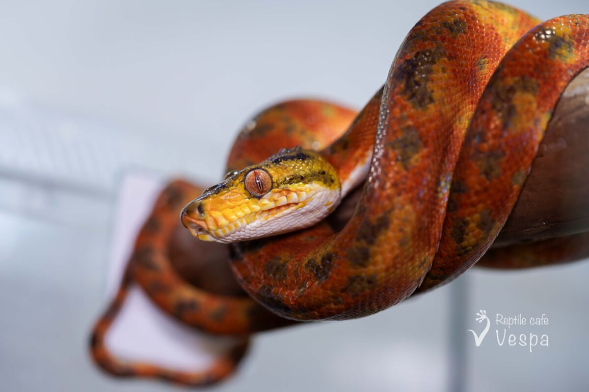 アマゾンツリーボア　カラード♂