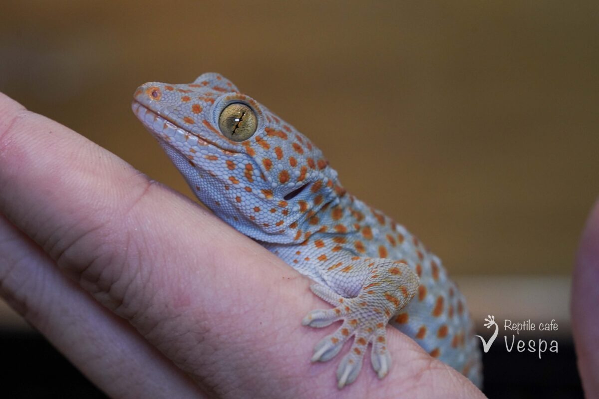 トッケイヤモリ　het アルビノ JPCB