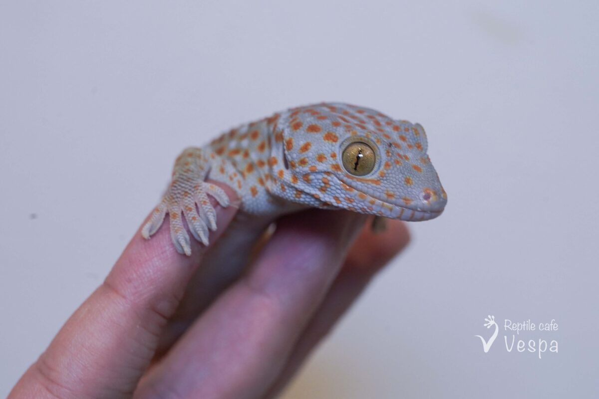 トッケイヤモリ　het パターンレス JPCB