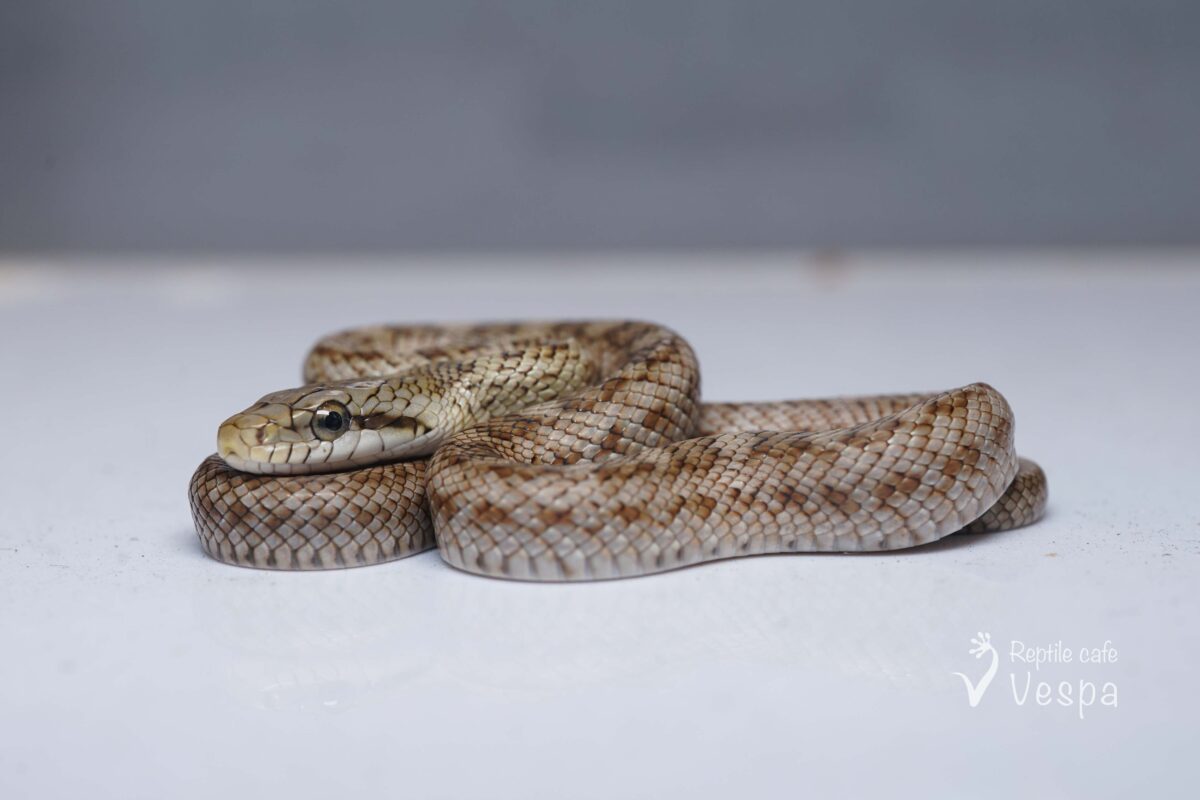 アオダイショウ　東京都産WC