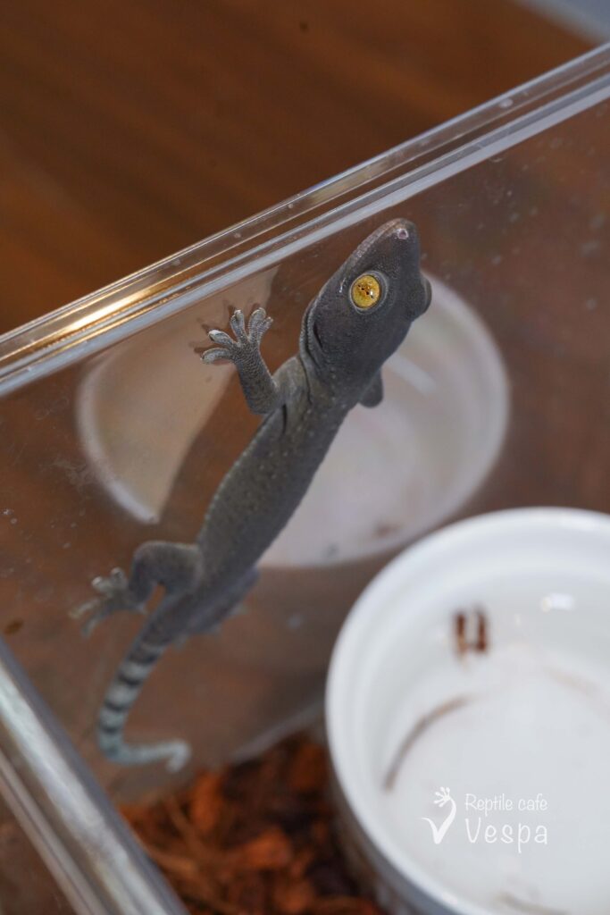 トッケイヤモリ　パターンレスCB