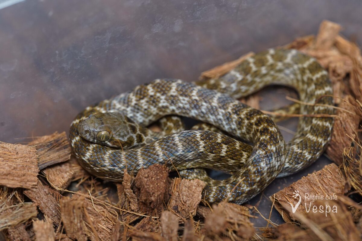 ゴノメアリノハハヘビ