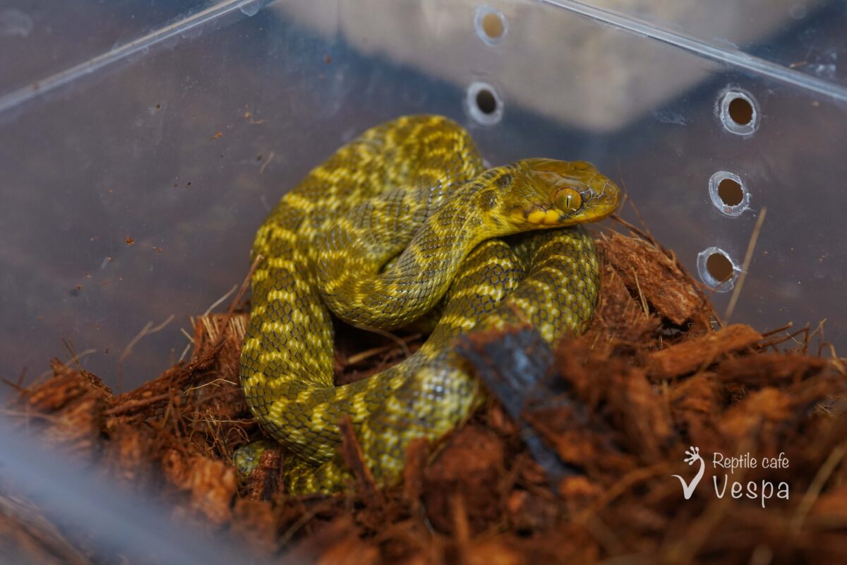 ゴノメアリノハハヘビ