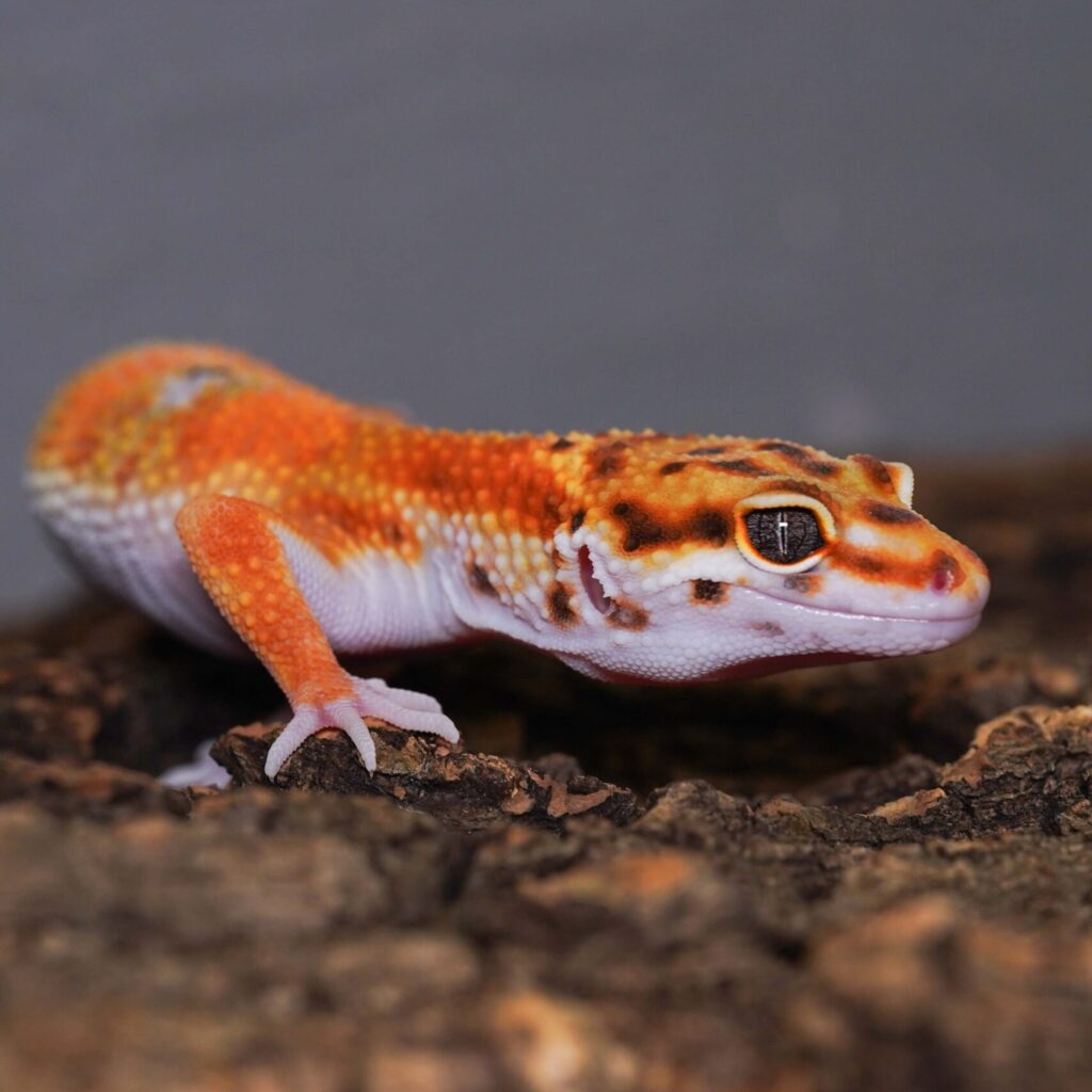 レオパードゲッコー　W&Yタンジェリン het トレンパー