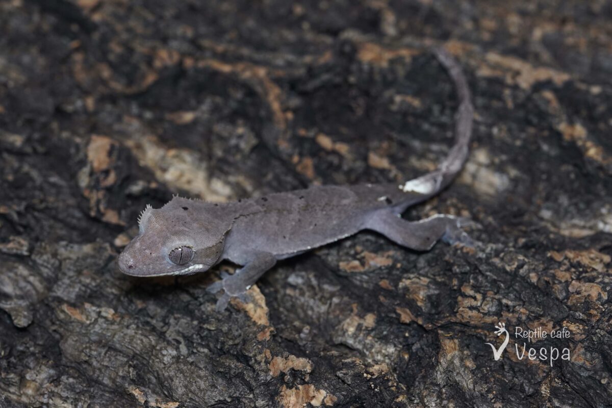 クレステッドゲッコー　カプチーノアザン