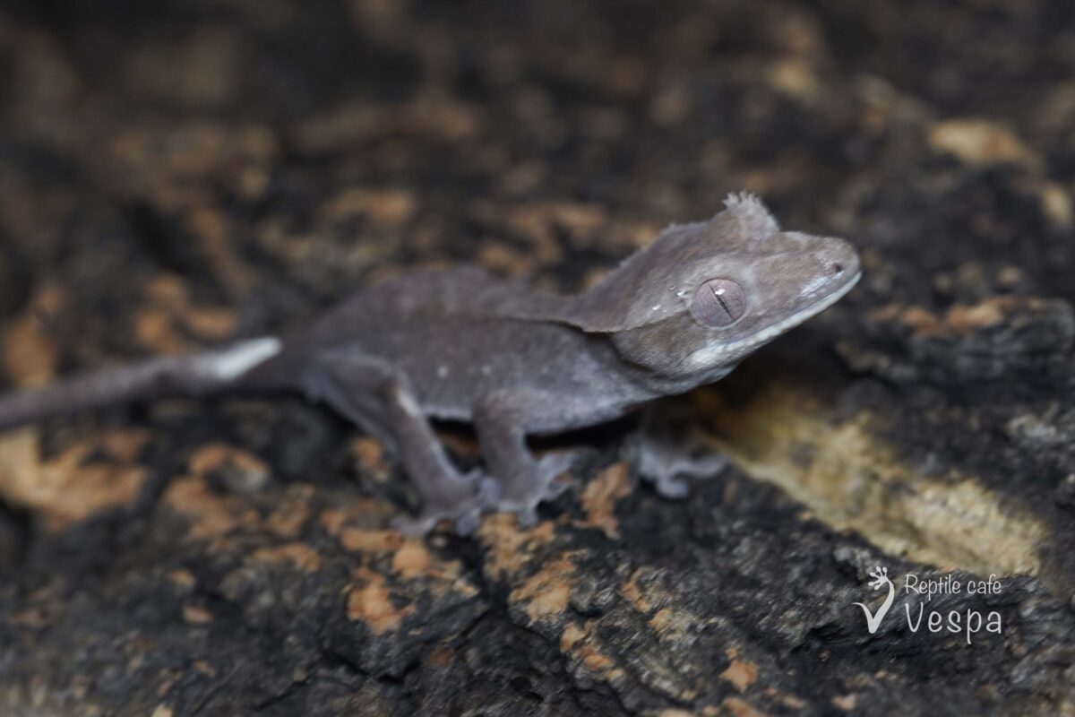 クレステッドゲッコー　アザン