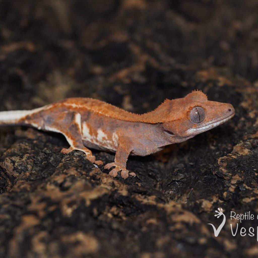 クレステッドゲッコー　フラペチーノ