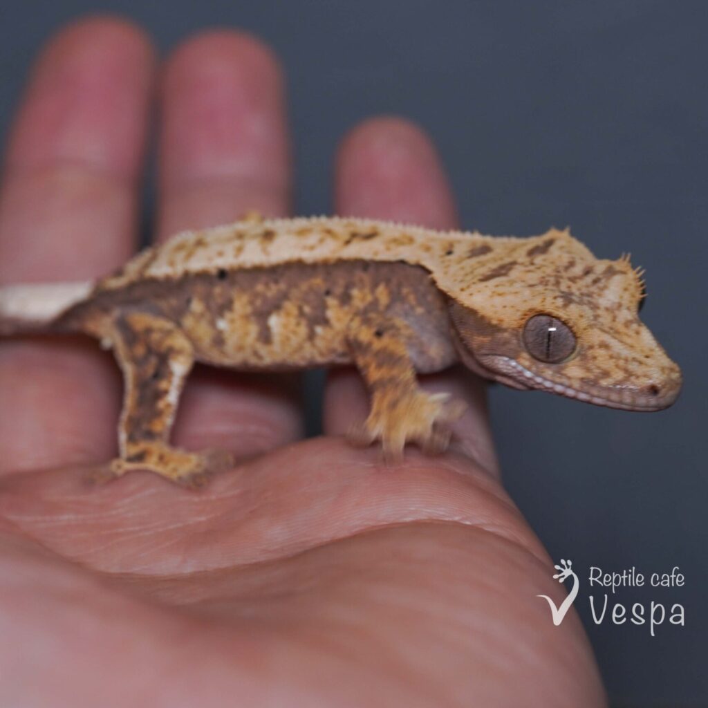 クレステッドゲッコー①