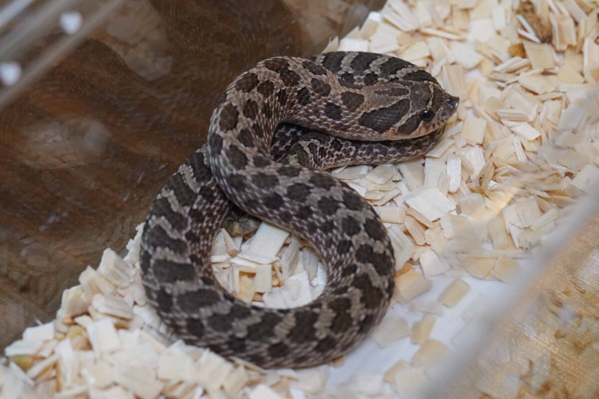 セイブシシバナヘビ　セーブル♀