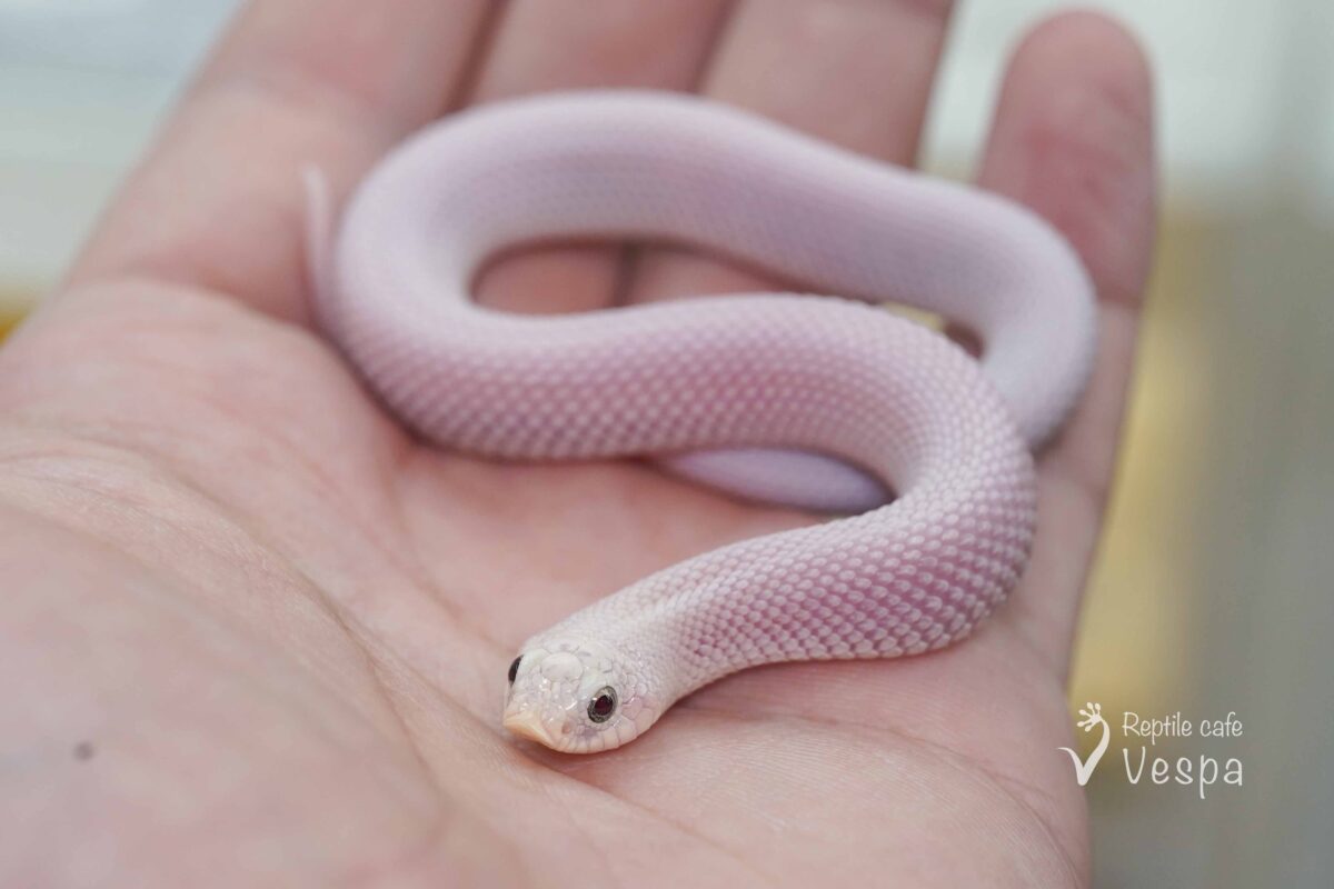 セイブシシバナヘビ　リューシ♀