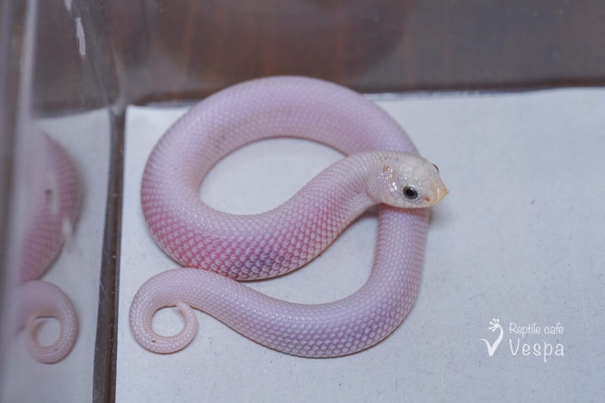 セイブシシバナヘビ　リューシ♀