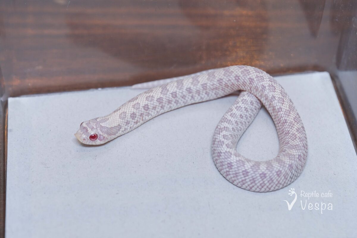 セイブシシバナヘビ　スノー♂